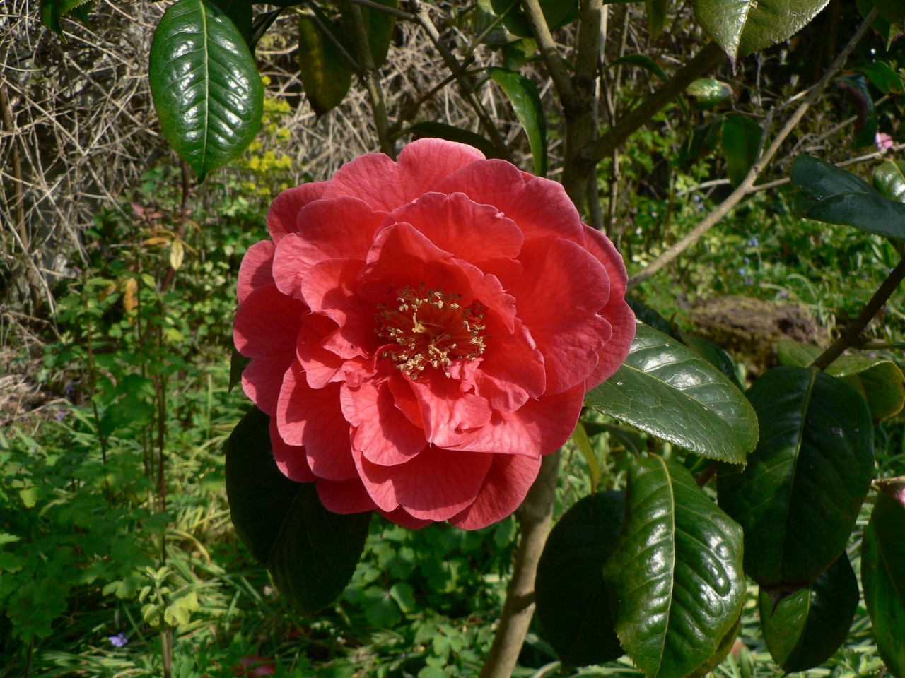 C. 'Dr. Clifford Parks' AGM